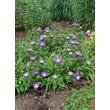 Kép 2/5 - Stokesia laevis 'Purple Parasols' - Olajbóbita