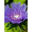Kép 3/5 - Stokesia laevis 'Purple Parasols' - Olajbóbita