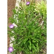 Kép 4/5 - Stokesia laevis 'Purple Parasols' - Olajbóbita