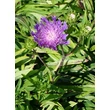 Kép 5/5 - Stokesia laevis 'Purple Parasols' - Olajbóbita