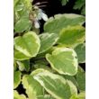 Symphytum grandiflorum 'Goldsmith' - Nagyvirágú nadálytő (vízkék virág, tarka lomb)