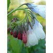Kép 3/11 - Symphytum grandiflorum 'Wisley Blue' - Nagyvirágú nadálytő (vízkék)