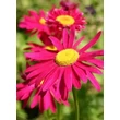 Kép 2/5 - Tanacetum coccineum 'Robinson's Red' - Színes margaréta