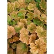 Kép 1/5 - Tellima grandiflora 'Rubra' - Csészerojt 