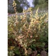 Kép 3/5 - Tellima grandiflora 'Rubra' - Csészerojt