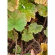 Kép 4/5 - Tellima grandiflora 'Rubra' - Csészerojt