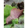 Kép 5/5 - Tellima grandiflora 'Rubra' - Csészerojt