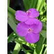 Kép 1/2 - Tradescantia x andersoniana 'Rubra' - Lilásrózsaszín kerti pletyka