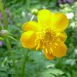 Kép 4/5 - Trollius chinensis 'Golden Queen' - Kínai zergeboglár (narancsos-sárga)