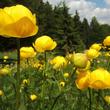Kép 3/5 - Trollius europaeus - Európai zergeboglár (sárga)