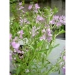 Kép 11/12 - Veronica prostrata 'Mrs Holt' - Lecsepült veronika (rózsaszín)