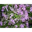 Kép 12/12 - Veronica prostrata 'Mrs Holt' - Lecsepült veronika (rózsaszín)