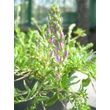 Kép 7/12 - Veronica prostrata 'Mrs Holt' - Lecsepült veronika (rózsaszín)