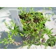 Kép 8/12 - Veronica prostrata 'Mrs Holt' - Lecsepült veronika (rózsaszín)
