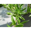 Kép 9/12 - Veronica prostrata 'Mrs Holt' - Lecsepült veronika (rózsaszín)