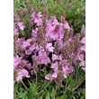 Kép 1/12 - Veronica prostrata 'Mrs Holt' - Lecsepült veronika (rózsaszín)