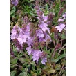 Kép 2/12 - Veronica prostrata 'Mrs Holt' - Lecsepült veronika (rózsaszín)