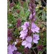 Kép 3/12 - Veronica prostrata 'Mrs Holt' - Lecsepült veronika (rózsaszín)