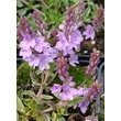 Kép 5/12 - Veronica prostrata 'Mrs Holt' - Lecsepült veronika (rózsaszín)