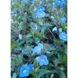 Kép 2/5 - Veronica umbrosa 'Georgia Blue' - Veronika (kék)