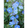 Kép 3/5 - Veronica umbrosa 'Georgia Blue' - Veronika (kék)