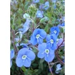 Kép 5/5 - Veronica umbrosa 'Georgia Blue' - Veronika (kék)