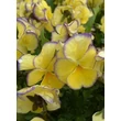 Kép 1/4 - Viola cornuta 'Etain' - Évelő árvácska (sárga, lila szegéllyel)