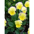 Kép 2/4 - Viola cornuta 'Etain' - Évelő árvácska (sárga, lila szegéllyel)