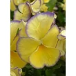 Kép 3/4 - Viola cornuta 'Etain' - Évelő árvácska (sárga, lila szegéllyel)