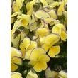 Kép 4/4 - Viola cornuta 'Etain' - Évelő árvácska (sárga, lila szegéllyel)