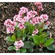 Kép 1/3 - Bergenia 'Pink Dragonfly' - Sötét rózsaszín bőrlevél