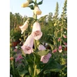 Kép 1/7 - Digitalis purpurea 'Alba' - Pettyegetett fehér gyűszűvirág
