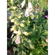 Kép 2/3 - Digitalis purpurea 'Alba' - Pettyegetett fehér gyűszűvirág