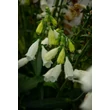 Kép 2/6 - Digitalis purpurea 'Alba' - Pettyegetett fehér gyűszűvirág