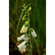 Kép 3/6 - Digitalis purpurea 'Alba' - Pettyegetett fehér gyűszűvirág