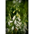 Kép 4/6 - Digitalis purpurea 'Alba' - Pettyegetett fehér gyűszűvirág