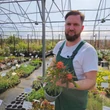 Kép 2/2 - Euphorbia griffithii 'Fireglow' - Rózsás kutyatej