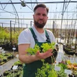 Kép 2/6 - Euphorbia myrsinites - Szürke kutyatej