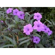 Kép 1/3 - Ruellia britonniana - Mexikói petúnia