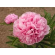 Kép 1/2 - Paeonia officinalis 'Rosea Plena' - Kerti bazsarózsa