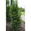 Kép 1/4 - Taxus baccata 'Overeynderi' - Oszlopos tiszafa