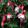 Kép 1/2 - Fuchsia 'Alice Hoffman' – Fukszia