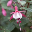 Kép 2/2 - Fuchsia 'Alice Hoffman' – Fukszia