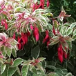 Kép 1/2 - Fuchsia 'Tom West' – Fukszia