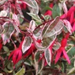 Kép 2/2 - Fuchsia 'Tom West' – Fukszia