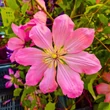 Kép 3/4 - Clematis 'Ai-Nor' – Iszalag (púder rózsaszín virágú)
