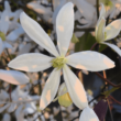 Kép 2/2 - Clematis armandii – Örökzöld fehér iszalag