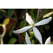 Kép 3/5 - Clematis armandii 'Snowdrift' – Örökzöld fehér iszalag - képek rendelés vásárlás a Megyeri Szabolcs Kertészeti webáruházban.
