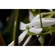Kép 5/5 - Clematis armandii 'Snowdrift' – Örökzöld fehér iszalag - képek rendelés vásárlás a Megyeri Szabolcs Kertészeti webáruházban.