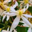 Kép 3/4 - Clematis armandii 'Snowdrift' – Örökzöld fehér iszalag